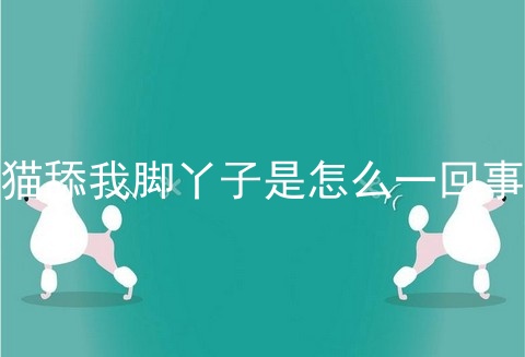 猫舔我脚丫子是怎么一回事