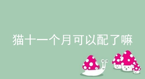 猫十一个月可以配了嘛