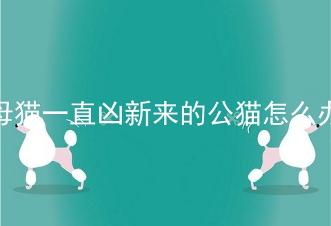 母猫一直凶新来的公猫怎么办