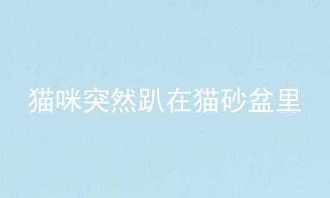 猫咪突然趴在猫砂盆里