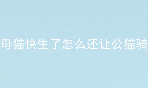母猫快生了怎么还让公猫骑