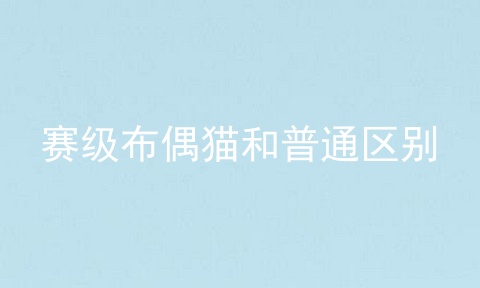赛级布偶猫和普通区别