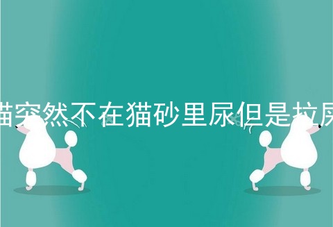 猫突然不在猫砂里尿但是拉屎
