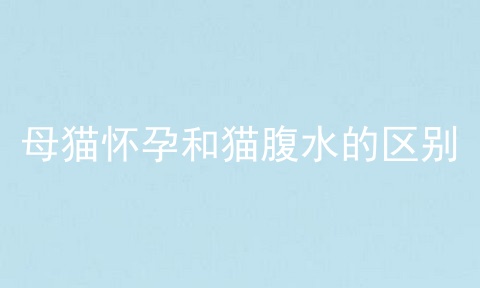 母猫怀孕和猫腹水的区别