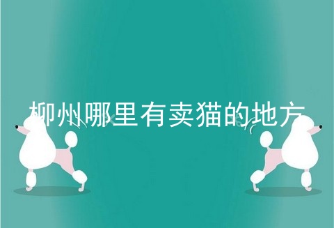 柳州哪里有卖猫的地方