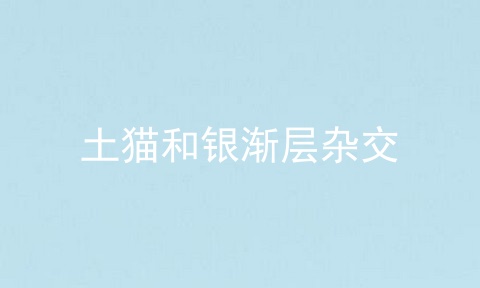 土猫和银渐层杂交