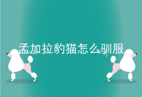 孟加拉豹猫怎么驯服