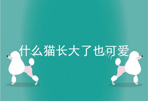 什么猫长大了也可爱