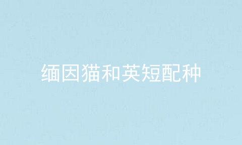 缅因猫和<a href=/cat/13.html target=_blank class=infotextkey>英短</a>配种
