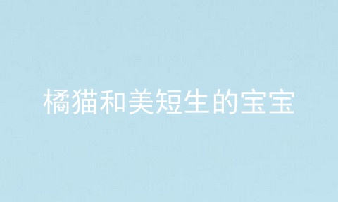 橘猫和美短生的宝宝