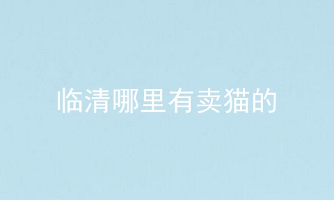 临清哪里有卖猫的