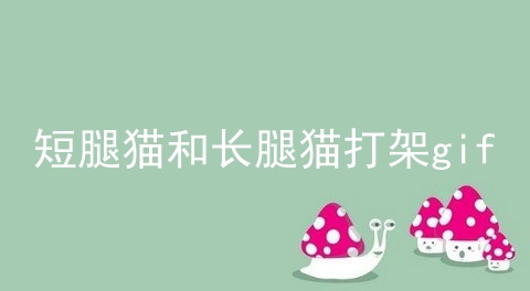 短腿猫和长腿猫打架gif
