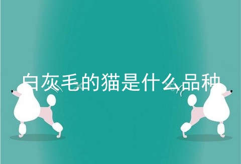 白灰毛的猫是什么品种
