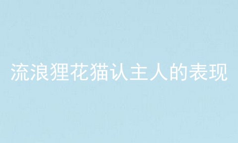 流浪狸花猫认主人的表现