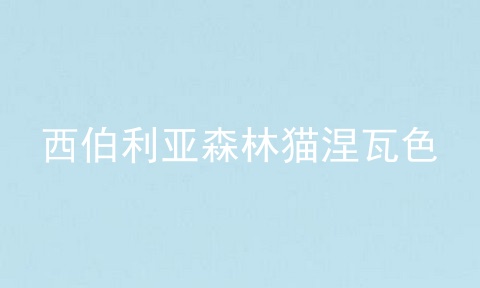 西伯利亚森林猫涅瓦色