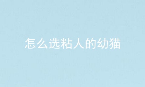 怎么选粘人的幼猫