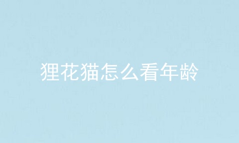 狸花猫怎么看年龄