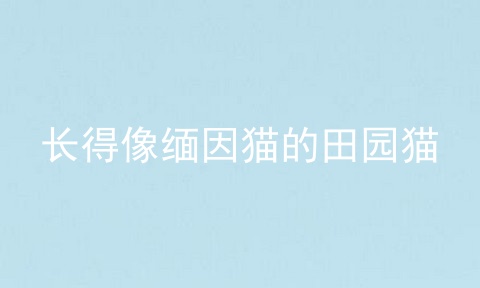 长得像缅因猫的田园猫