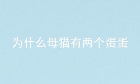 为什么母猫有两个蛋蛋