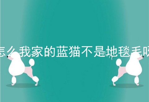 怎么我家的蓝猫不是地毯毛呀