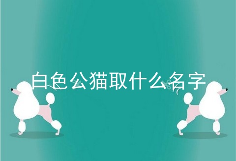 白色公猫取什么名字
