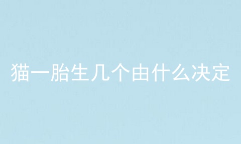 猫一胎生几个由什么决定