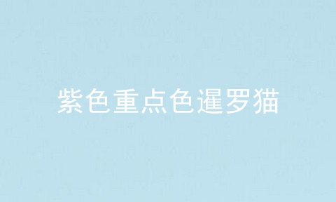 紫色重点色暹罗猫