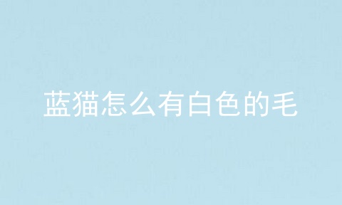 蓝猫怎么有白色的毛