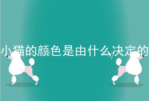 小猫的颜色是由什么决定的