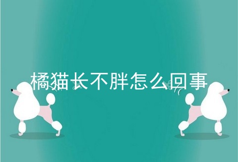 橘猫长不胖怎么回事