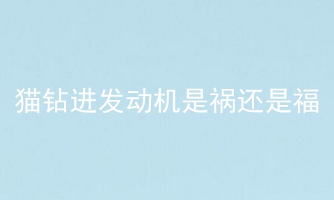 猫钻进发动机是祸还是福