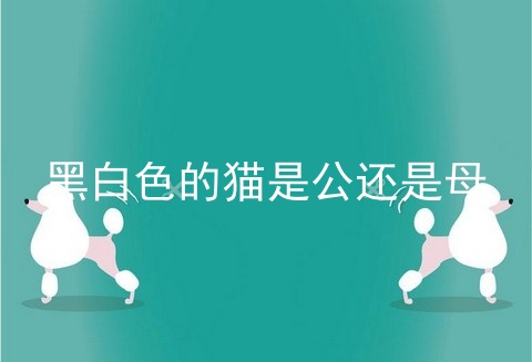 黑白色的猫是公还是母