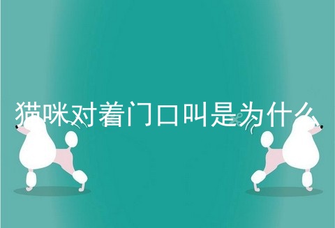 猫咪对着门口叫是为什么