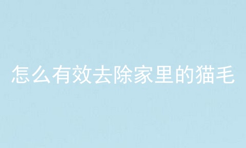 怎么有效去除家里的猫毛