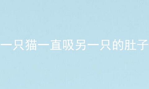 一只猫一直吸另一只的肚子