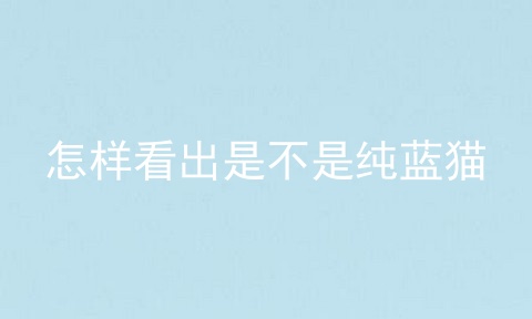 怎样看出是不是纯蓝猫