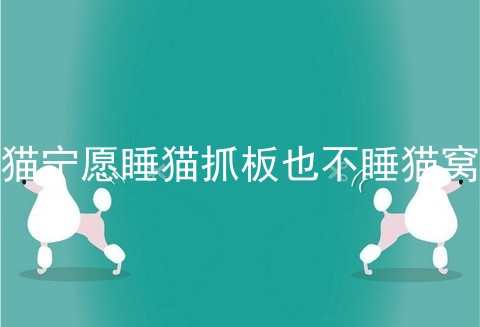 猫宁愿睡猫抓板也不睡猫窝