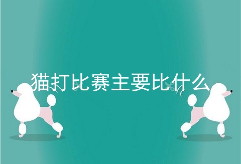 猫打比赛主要比什么