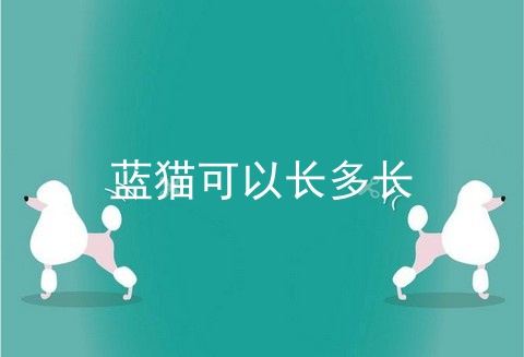 蓝猫可以长多长