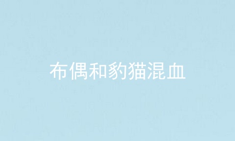 布偶和豹猫混血