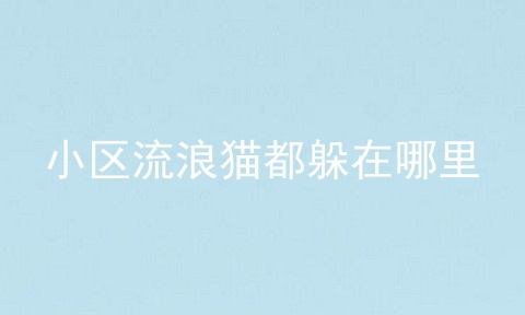 小区流浪猫都躲在哪里