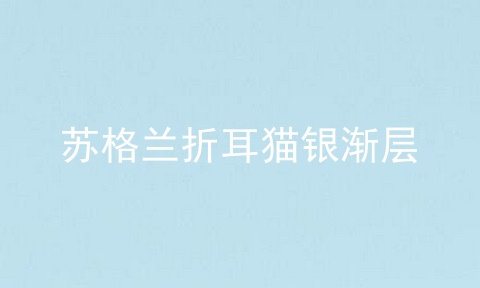 苏格兰折耳猫银渐层
