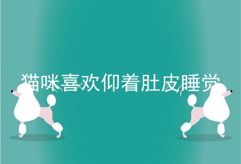 猫咪喜欢仰着肚皮睡觉