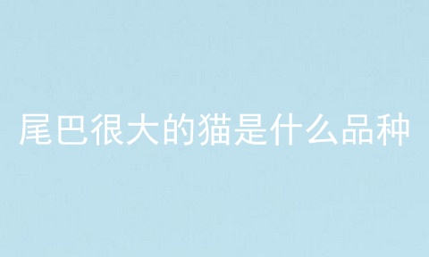 尾巴很大的猫是什么品种