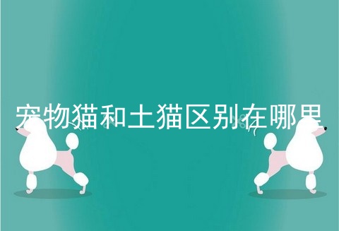 宠物猫和土猫区别在哪里