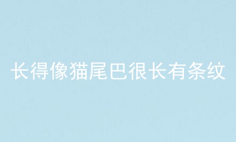 长得像猫尾巴很长有条纹