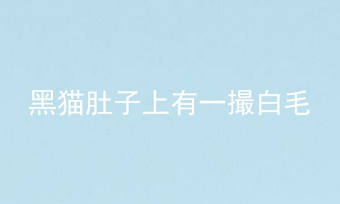 黑猫肚子上有一撮白毛