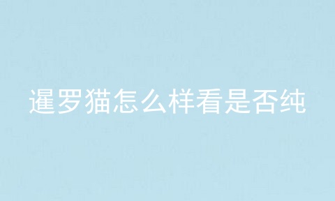 暹罗猫怎么样看是否纯