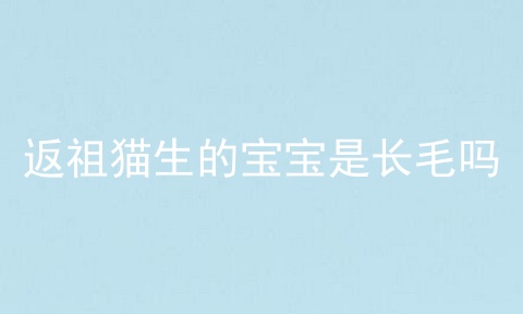 返祖猫生的宝宝是长毛吗