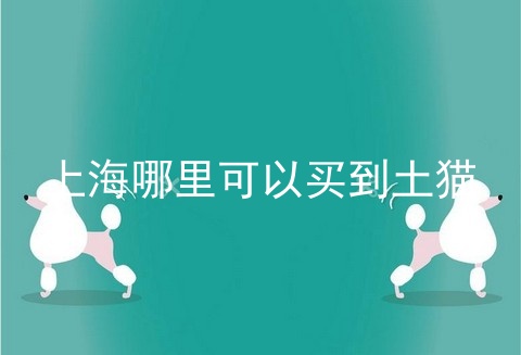 上海哪里可以买到土猫